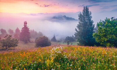 Beautiful summer scenery. Colorful summer sunrise on the mountain valley. Fabulous morning scene of...