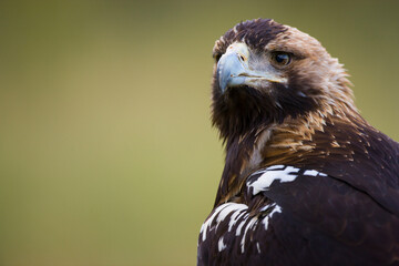 AGUILA IMPERIAL  IBERICA- SPANISH IMPERIAL EAGLE Eagle  (Aquila adalberti).  Iberian Imperial Eagle. Spain
