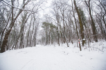 Winter snowy day. Winter scene. Snow covered trees in forest. Beautiful wintertime nature landscape.