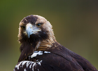 AGUILA IMPERIAL  IBERICA- SPANISH IMPERIAL EAGLE Eagle  (Aquila adalberti).  Iberian Imperial Eagle. Spain