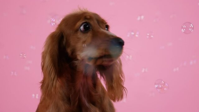 A playful cocker spaniel sits and catches with his mouth soap bubbles that fly around him. Close up of a dog's muzzle. Pet in the studio on a pink background. Slow motion.