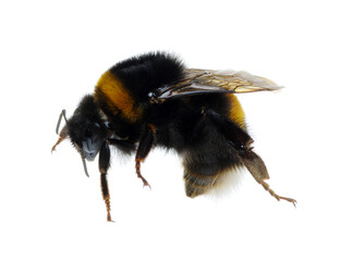 bumblebee isolated on the white