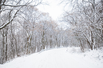 Winter snowy day. Winter scene. Snow covered trees in forest. Beautiful wintertime nature landscape.