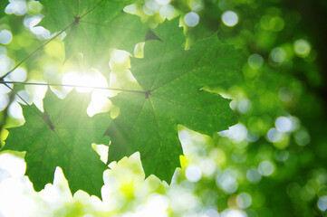 Green leaves and sun