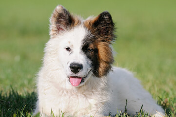 Elo Designer Dog Eloschaboro Bobtail Eurasier Chow-Chow Hybrid