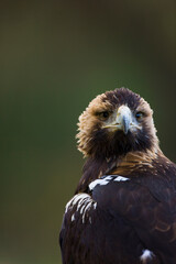 AGUILA IMPERIAL  IBERICA (Aquila adalberti)