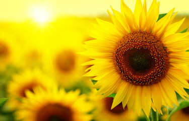 Fototapeta premium Beautiful field of blooming sunflowers