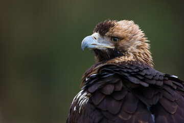 AGUILA IMPERIAL  IBERICA- SPANISH IMPERIAL EAGLE Eagle  (Aquila adalberti).  Iberian Imperial Eagle. Spain
