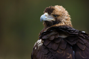 AGUILA IMPERIAL  IBERICA- SPANISH IMPERIAL EAGLE Eagle  (Aquila adalberti).  Iberian Imperial Eagle. Spain