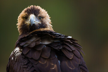AGUILA IMPERIAL  IBERICA- SPANISH IMPERIAL EAGLE Eagle  (Aquila adalberti).  Iberian Imperial Eagle. Spain