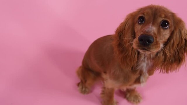 Top view of cute english cocker spaniel in studio on pink background. The pet sits with its head up and looks at the camera. Close up of a dog's muzzle. Slow motion.