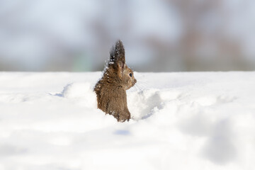 エゾリス Red squirrel	