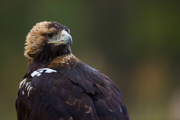 AGUILA IMPERIAL  IBERICA- SPANISH IMPERIAL EAGLE Eagle  (Aquila adalberti).  Iberian Imperial Eagle. Spain