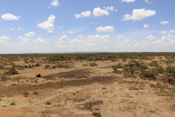 Fototapeta na wymiar The wilderness in Sipili, in the outskirts of the town of Rumuruti, Kenya. Pristine Wilderness