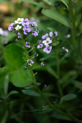 Tiny purple and white flowers low to the ground in a backyard garden in Germany.