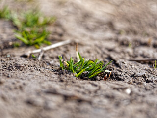 A bunch of green grass illuminated by the sun grows from black soil in spring