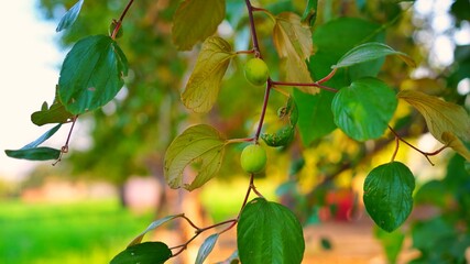 Indian Jujube and Ber or Berry growing on the plant with green leaves on tree. Ziziphus Mauritiana...