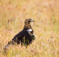 AGUILA IMPERIAL  IBERICA- SPANISH IMPERIAL EAGLE Eagle  (Aquila adalberti).  Iberian Imperial Eagle. Spain