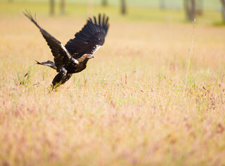 AGUILA IMPERIAL  IBERICA (Aquila adalberti)