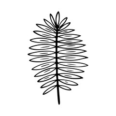Trachycarpus leaf stylized vector illustration. Doodle illustration. Leaves of palm tree trachycarpus isolated on white background.