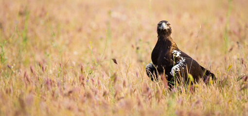 AGUILA IMPERIAL  IBERICA (Aquila adalberti)