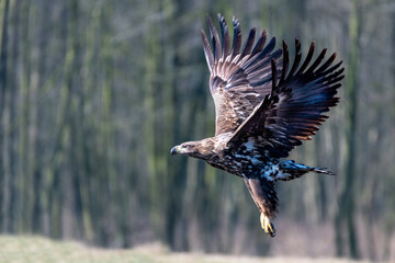 white-tailed eagle
