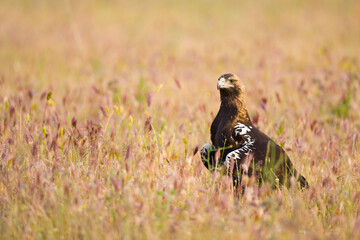 AGUILA IMPERIAL  IBERICA- SPANISH IMPERIAL EAGLE Eagle  (Aquila adalberti).  Iberian Imperial Eagle. Spain