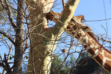 A giraffe enjoys a leisurely afternoon in Rumuruti, Kenya. Giraffe nibbling on acacia bark in the evening sunshine in Kenya, Africa. 