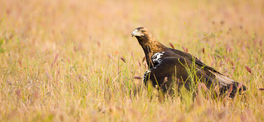 AGUILA IMPERIAL  IBERICA (Aquila adalberti)
