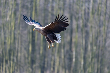 white-tailed eagle