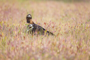 AGUILA IMPERIAL  IBERICA (Aquila adalberti)