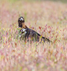 AGUILA IMPERIAL  IBERICA (Aquila adalberti)
