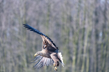 white-tailed eagle