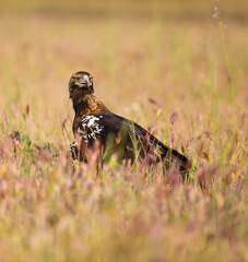 AGUILA IMPERIAL  IBERICA (Aquila adalberti)