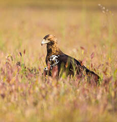 AGUILA IMPERIAL  IBERICA (Aquila adalberti)