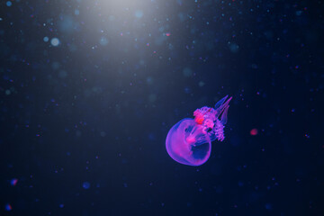 Obraz na płótnie Canvas Jellyfish underwater. Blue blubber jellyfish catostylus mosaicus floating in deep blue water. Underwater life in ocean