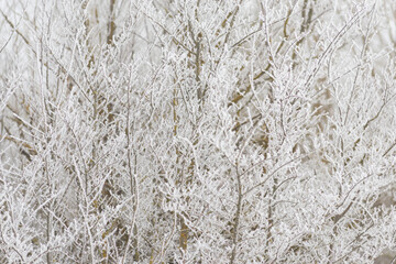 Detalle de los efectos de la cencellada sobre las ramas. Tomada en Burgos en enero de 2021.