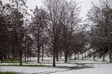 snow covered walk at the forest 