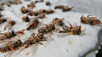 group of dead bees macro detail