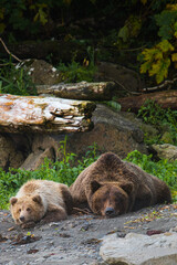 Unvergessliche Begegnung - Eine Grizzlymutter mit ihrem Kind, Katmai,  Alaska