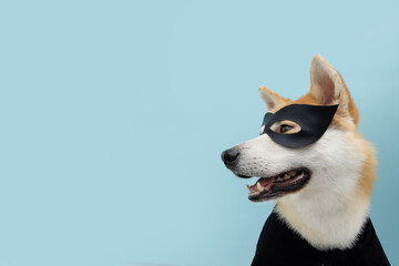 Portrait funny akita dog celebrating Halloween or carnival with a black hero costume. Isolated on...