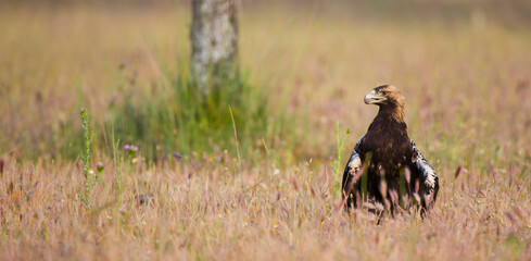 AGUILA IMPERIAL  IBERICA (Aquila adalberti)