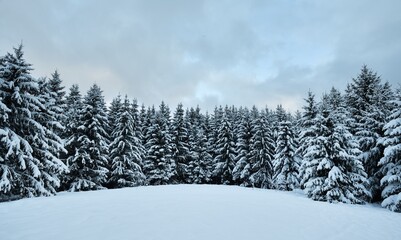 Winter scenery with snow covered spruce trees