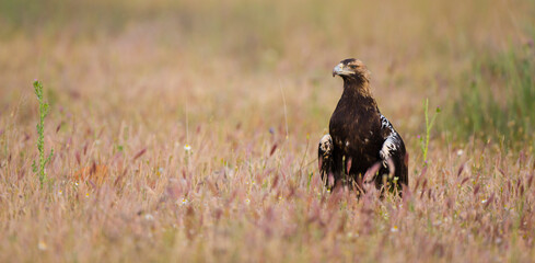 AGUILA IMPERIAL  IBERICA (Aquila adalberti)