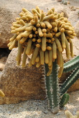 Grafted cactus plant in Nong Nooch Tropical Botanical Garden Pattaya Thailand. Unusual succulent Mammillaria elongata, the gold lace cactus or ladyfinger cactus closeup. Tropical fluffy succulent