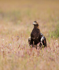 AGUILA IMPERIAL  IBERICA- SPANISH IMPERIAL EAGLE Eagle  (Aquila adalberti).  Iberian Imperial Eagle. Spain