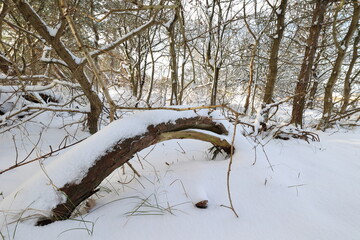 Nordseeküste Cuxhaven Wernerwald im Schnee