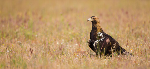 AGUILA IMPERIAL  IBERICA (Aquila adalberti)