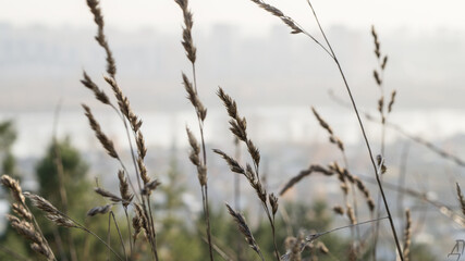 Fototapeta premium reeds in the wind