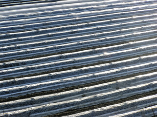 Spargelfeld mit Folie